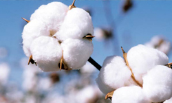 raw-cotton-balls